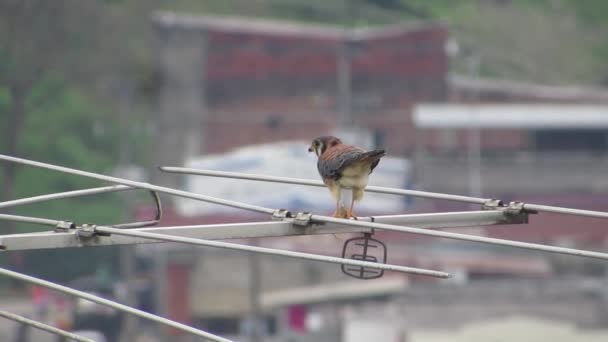 Pasăre Pradă Natura Aguilucha — Videoclip de stoc