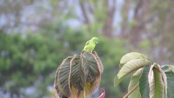 Andulku Papoušek Přírody Strom Kolumbie — Stock video