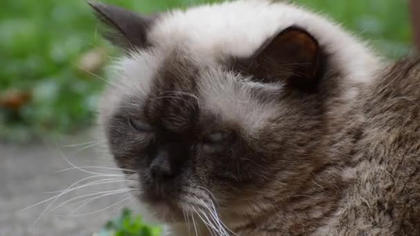 Gato Britânico Shorthair Chocolatepoint — Vídeo de Stock