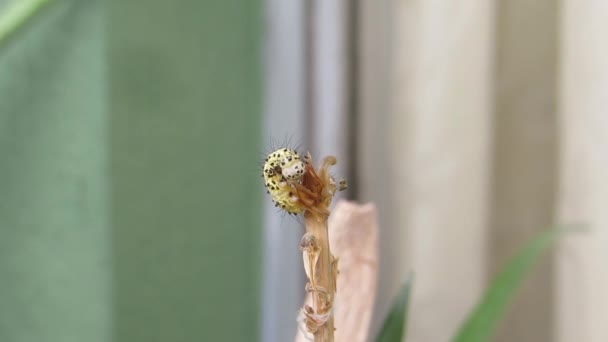Fauna Insecto Jardín Gusano Larva — Vídeos de Stock