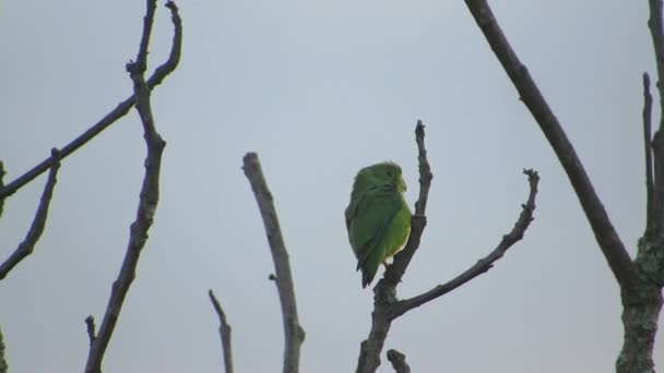 Fauna Papagaio Perico Natureza — Vídeo de Stock