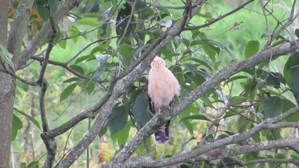Faune Nature Ave Aguila Colombie — Video