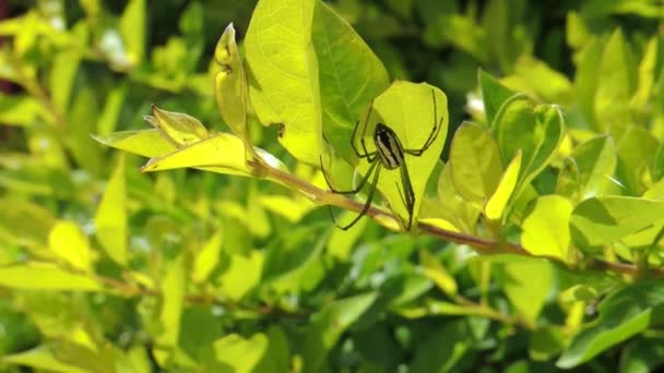 Εντόμων Αραχνοειδές Έντομο Αράχνη Κήπος — Αρχείο Βίντεο