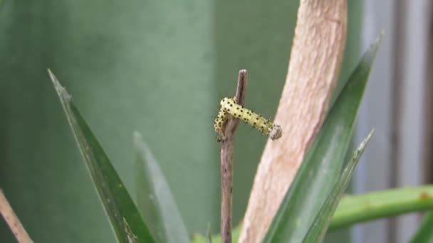 Insekt Caterpillar Mask Trädgård — Stockvideo