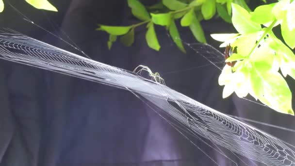 Insecto Arácnido Web Naturaleza — Vídeos de Stock