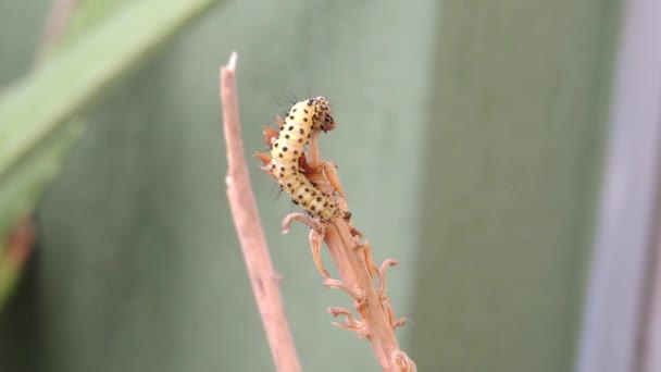 Insekt Caterpillar Mask Makro — Stockvideo