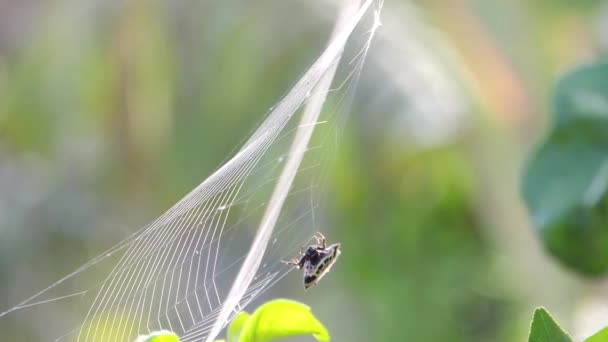 昆虫の庭のクモのビデオ — ストック動画