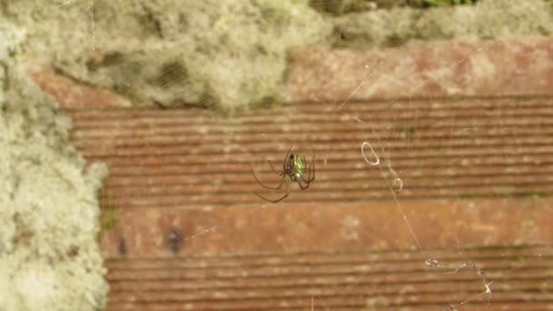 Insekt Makro Spindel Arachnid — Stockvideo