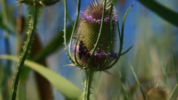昆虫自然美丽脆弱 — 图库视频影像