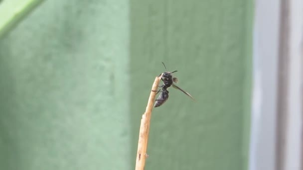 Böcek Doğa Wasp Video — Stok video