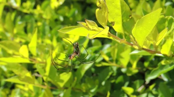 Video Insect Spider Garden — Stock Video