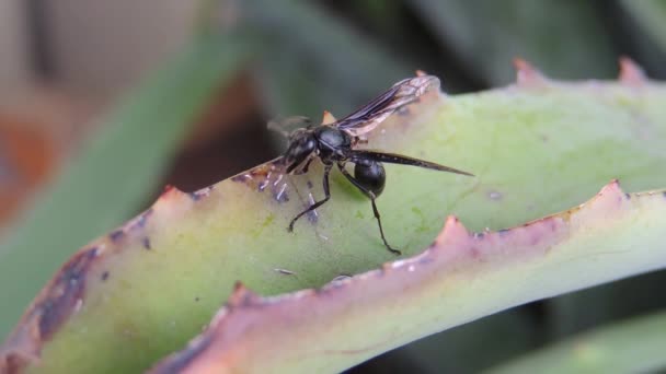 Insect Wasp Collection Sting — Stock Video