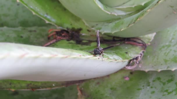 Vidéo Collecte Guêpes Insectes — Video