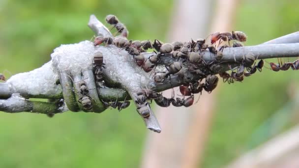 Insecten Mieren Natuur Collectie — Stockvideo