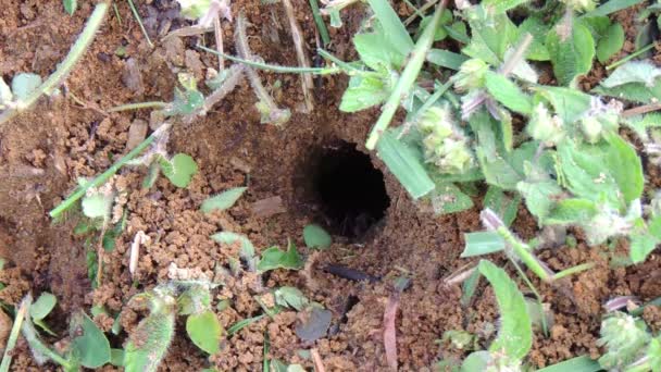Cosechadora Insectos Hormigas Forrajeras — Vídeo de stock