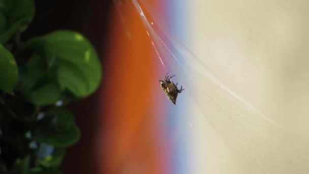 マクロ昆虫ガーデン ウィーバー — ストック動画
