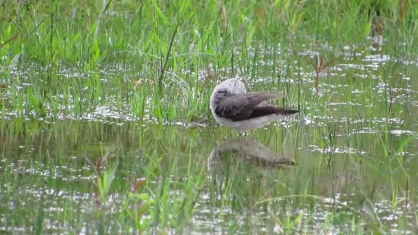 Ave Natureza Pequena Poça — Vídeo de Stock