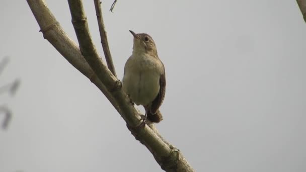 Doğa Fauna Ave Kuş — Stok video