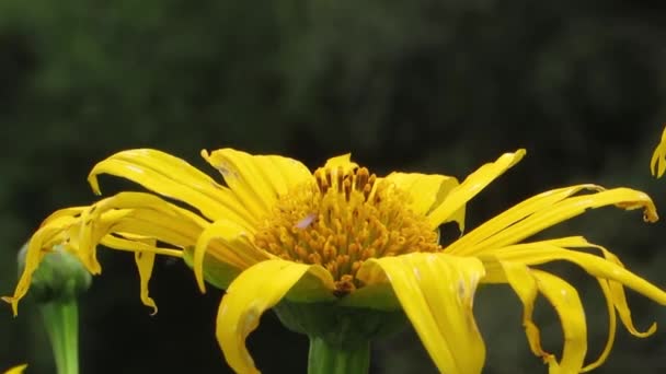 Природа Садові Квіткові Комахи — стокове відео