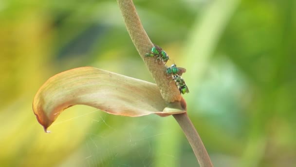 Naturaleza Insectos Abejas Jardín — Vídeos de Stock