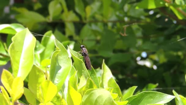 Vídeo Jardín Insectos Naturaleza — Vídeos de Stock