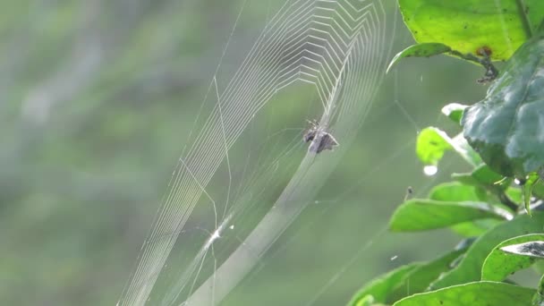 Naturen Insekt Spindel Vävning — Stockvideo