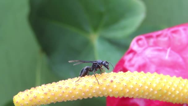 Video Nature Insect Wasp — Stock Video
