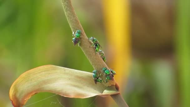 Video Von Naturinsekten Bienen — Stockvideo