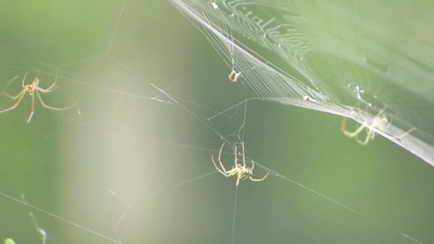 Natureza Aranhas Tecelões Jardim — Vídeo de Stock