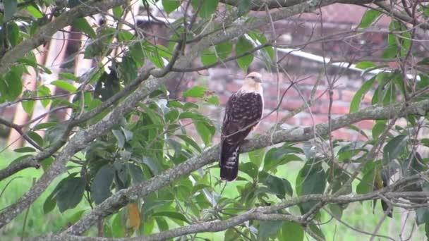 Natuur Bomen Een Roofvogel Aguila — Stockvideo