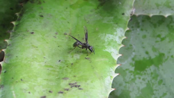 Nature Wasp Collection Garden — Stock Video