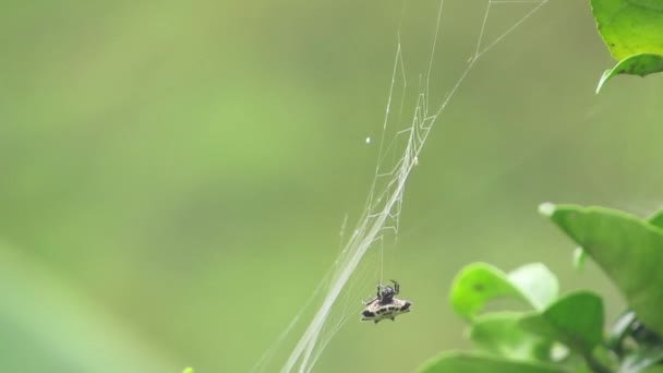 自然昆虫の蜘蛛 — ストック動画