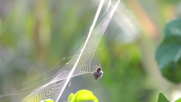 Αραχνοειδές Έντομο Web Υφάντρας Αράχνης — Αρχείο Βίντεο