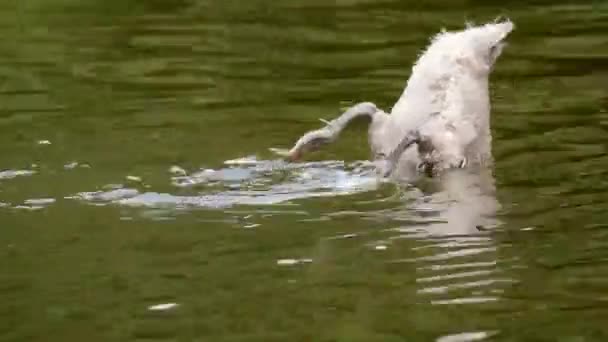 Cisne Jovem Animal Mergulho Engraçado — Vídeo de Stock
