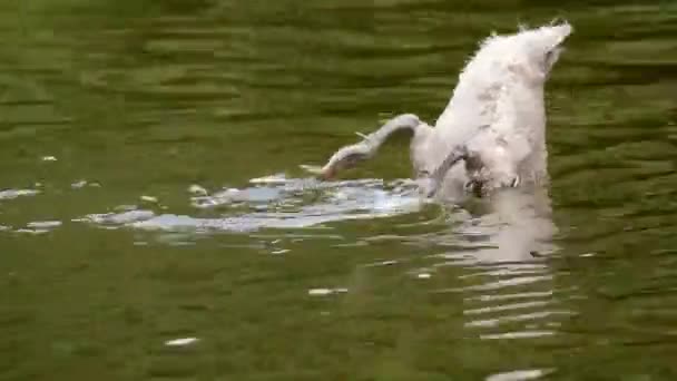 Cygne Jeune Animal Plongée Drôle — Video