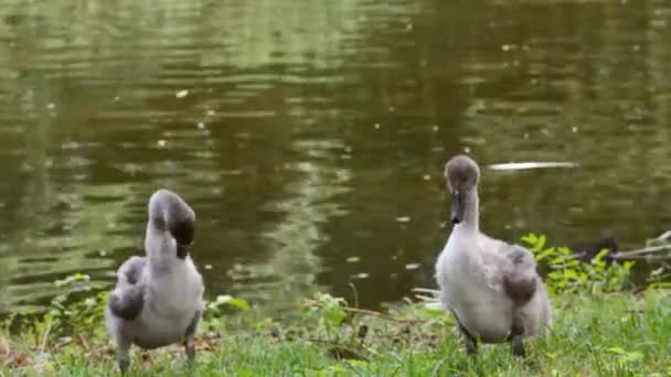 Cisnes Jovem Água Natureza — Vídeo de Stock