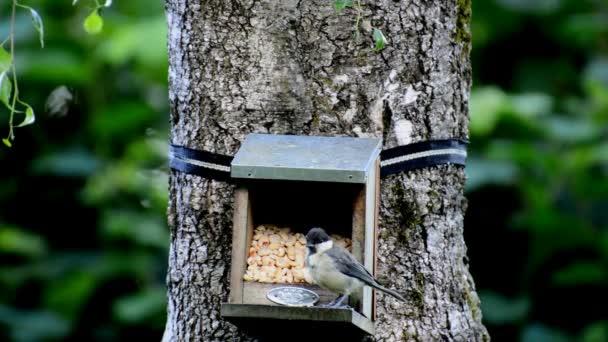 Tit Bird Aviary Food Feeding Eat — Stockvideo
