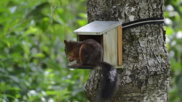 Squirrel Nager Cute Nature Rodent — Stock Video