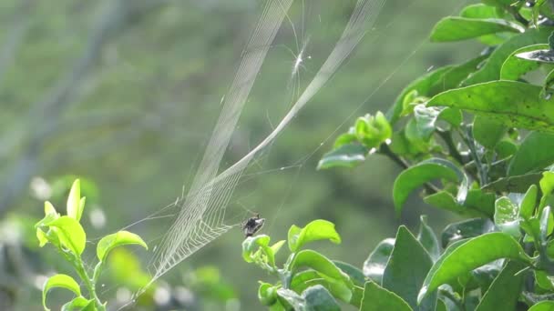 Web Weaving Insect Garden — Stock Video