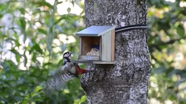 啄木鸟鸟羽毛吃 — 图库视频影像