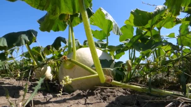 Vidéo Big Yellow Pumpkin — Video