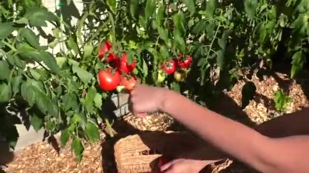 Vídeo Tomates Maduros Por Que — Vídeo de Stock