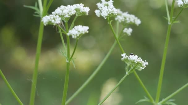 花园花卉绿化植物 — 图库视频影像