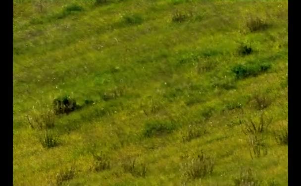 Naturaleza Verde Pastizales Nubes Cielo — Vídeos de Stock