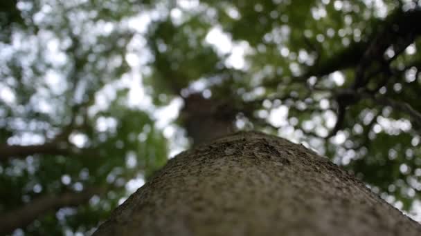 原木树绿色部落森林 — 图库视频影像