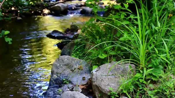 Fossefall Naturreservat – stockvideo