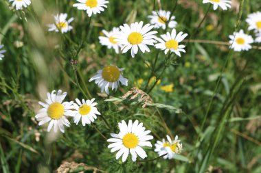 Papatya çayı. Papatya alan Temmuz ortasında.
