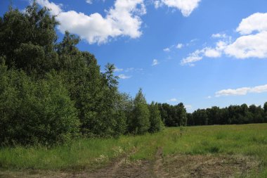 Temmuz ayında orman. Çim ile büyümüş bir orman yolu.