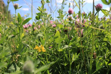 Yonca alan. Temmuz ayında gündoğumu, güzel kır çiçekleri.