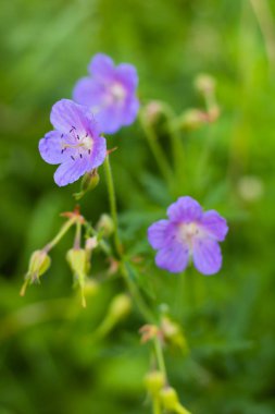 Güzel, violet alan çiçekler gün batımında.